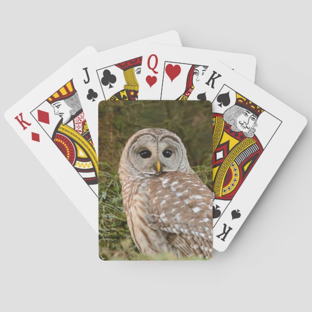 Barred Owl Playing Cards (Back)