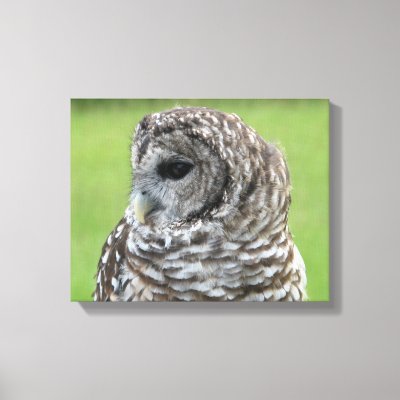 Barred Owl Portrait Canvas Print