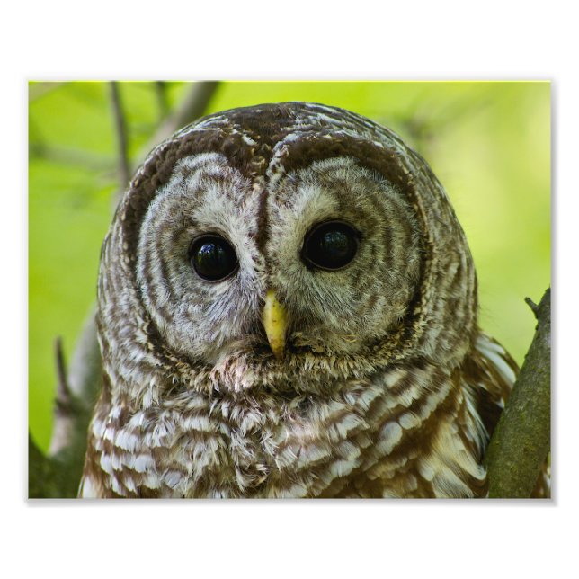 Barred Owl Portrait. Photo Print (Front)