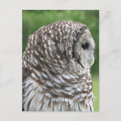 Barred Owl Portrait Postcard