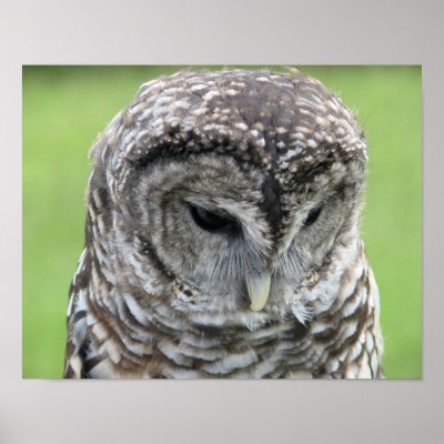 Barred Owl Portrait Poster