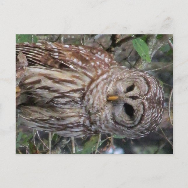 Barred Owl Postcard (Front)
