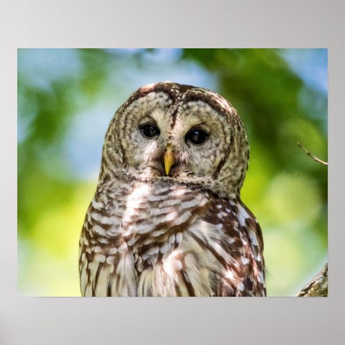 Barred Owl Poster