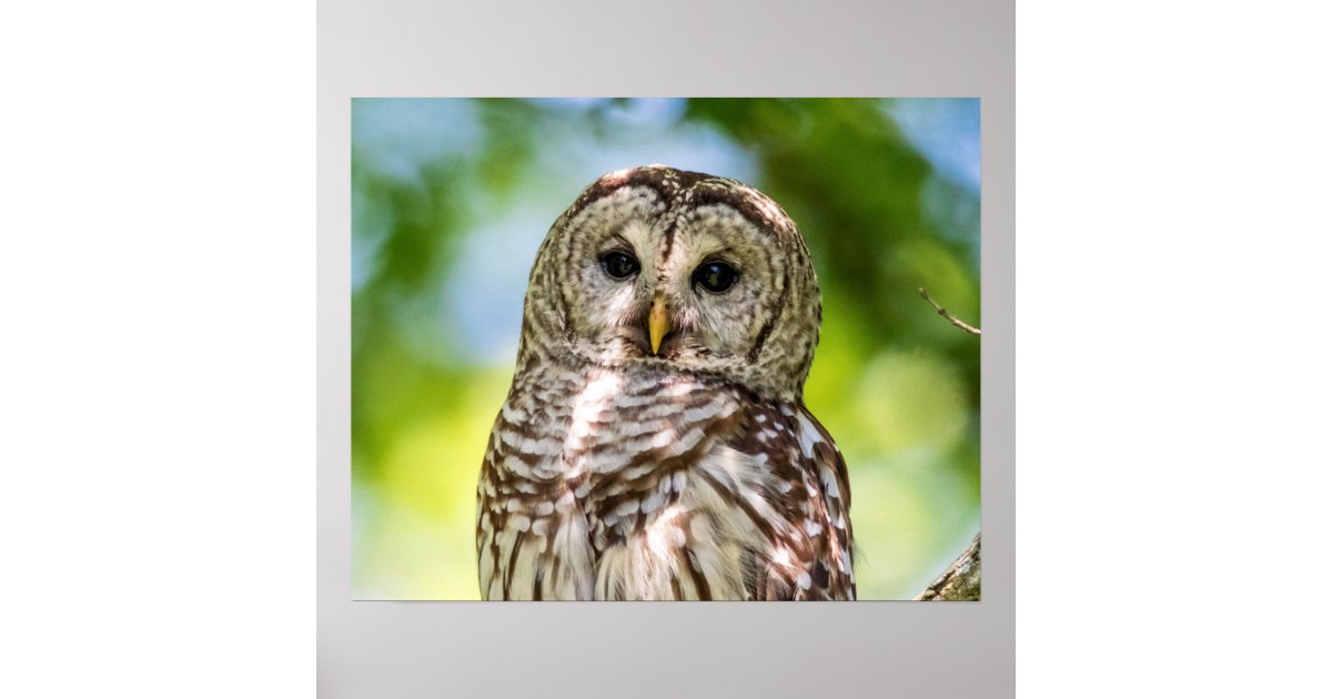 Barred Owl Poster | Zazzle