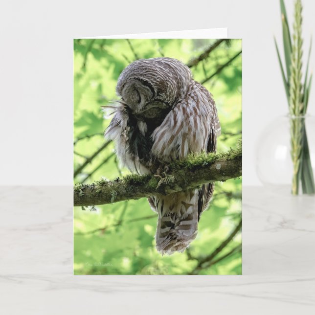 Barred Owl Preening Thank You Card (Front)