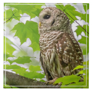 Barred Owl Profile Ceramic Tile