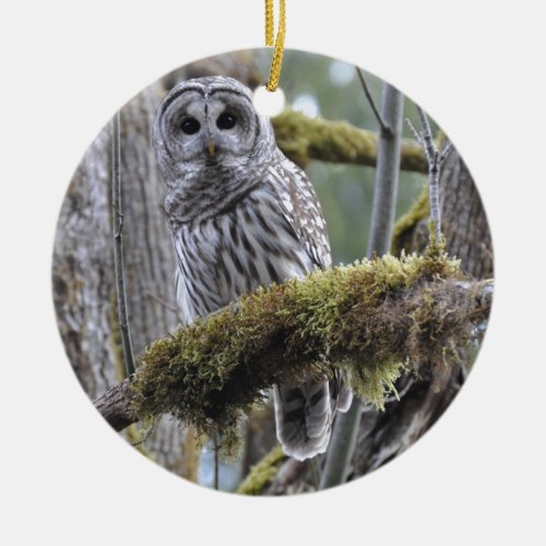 Barred Owl Resting on a Moss Covered Limb Ceramic Ornament