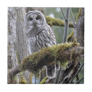 Barred Owl Resting on a Moss Covered Limb Tile