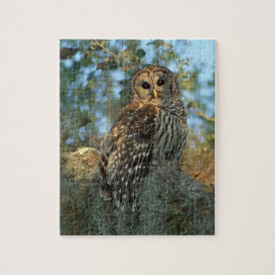 Barred Owl roosting in some Spanish Moss Jigsaw Puzzle