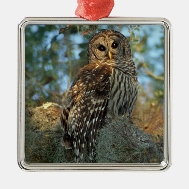 Barred Owl roosting in some Spanish Moss Metal Ornament (Front)