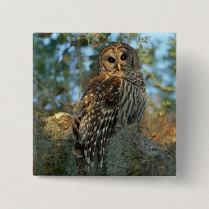 Barred Owl roosting in some Spanish Moss Pinback Button