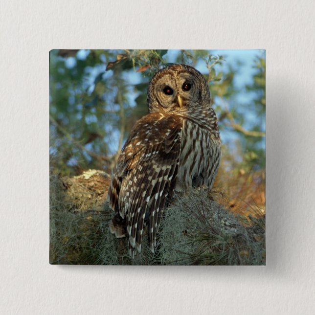 Barred Owl roosting in some Spanish Moss Pinback Button (Front)
