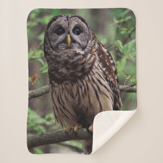 Barred Owl Sherpa Blanket (Front)