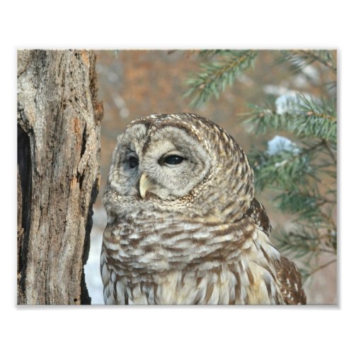 Barred Owl Sitting in Snowy Tree Print