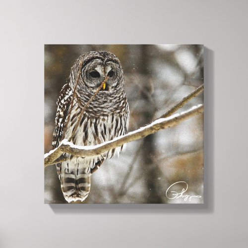 Barred Owl Snow Falling Canvas Print