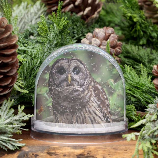 Barred Owl Snow Globe (Winter)