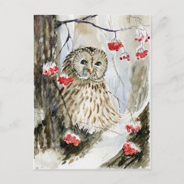 Barred owl snow winter postcard (Front)