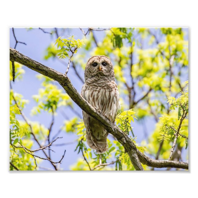 Barred Owl Springtime Photo Print (Front)