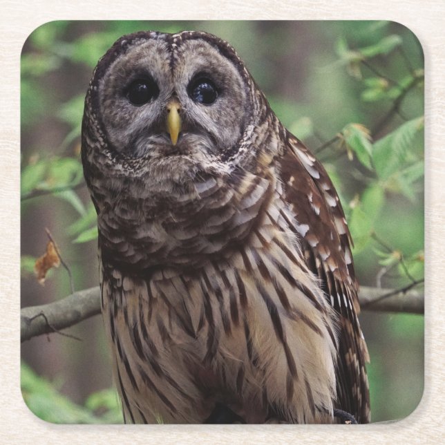 Barred Owl Square Paper Coaster (Front)