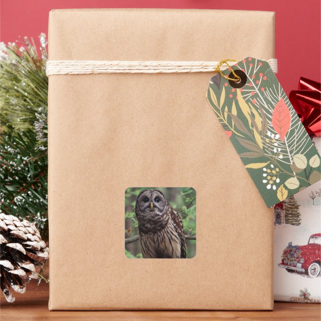 Barred Owl Square Sticker (Holiday)
