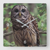 Barred Owl