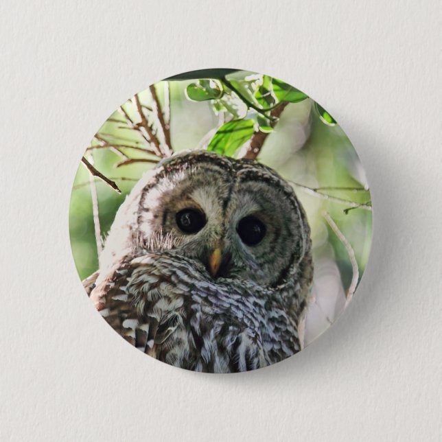 Barred Owl Staring Button (Front)