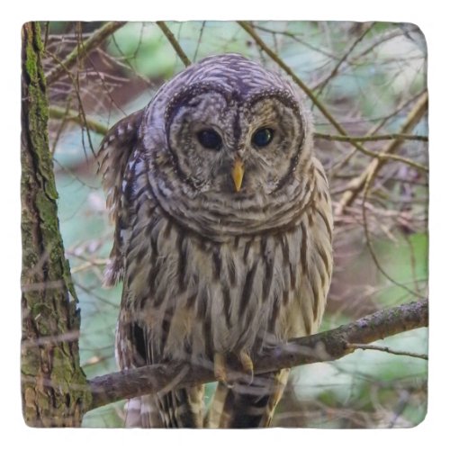 Barred Owl Stone Trivet