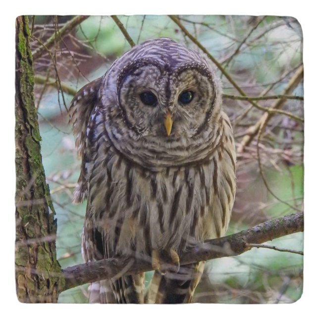 Barred Owl Stone Trivet (Front)