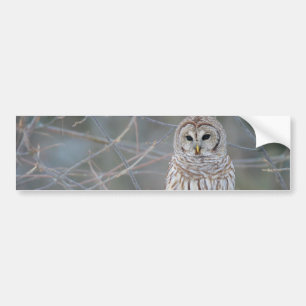 Barred Owl Strix Varia Bumper Sticker