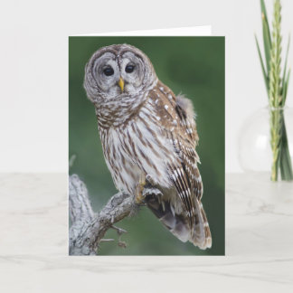 Barred Owl (Strix varia) Card