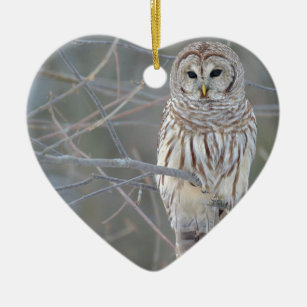 Barred Owl Strix Varia Ceramic Ornament
