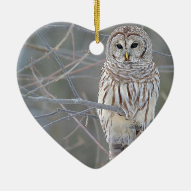 Barred Owl Strix Varia Ceramic Ornament (Front)
