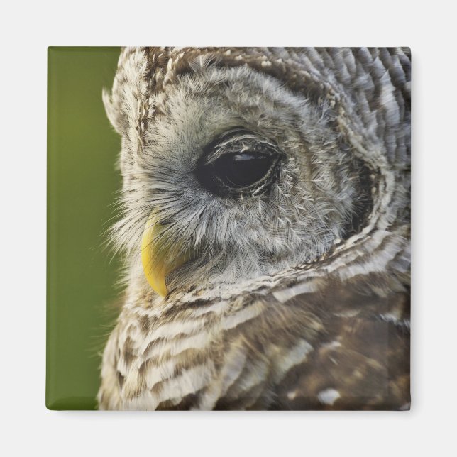Barred Owl, Strix varia, Michigan Magnet (Front)