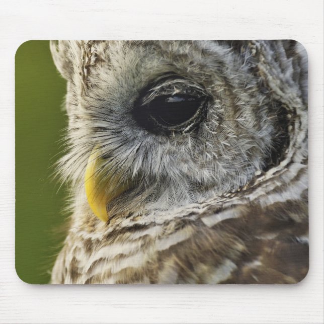 Barred Owl, Strix varia, Michigan Mouse Pad (Front)