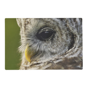 Barred Owl, Strix varia, Michigan Placemat