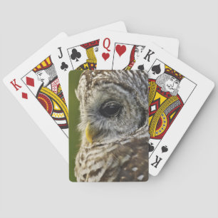 Barred Owl, Strix varia, Michigan Poker Cards