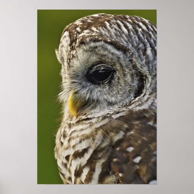 Barred Owl, Strix varia, Michigan Poster (Front)