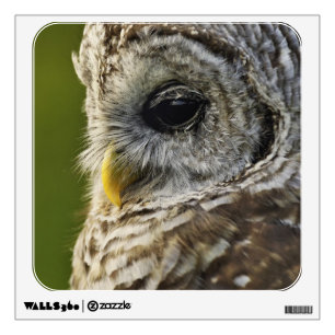 Barred Owl, Strix varia, Michigan Wall Sticker