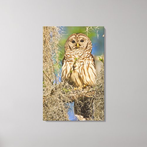 Barred Owl Strix varia perched in cypress tree Canvas Print