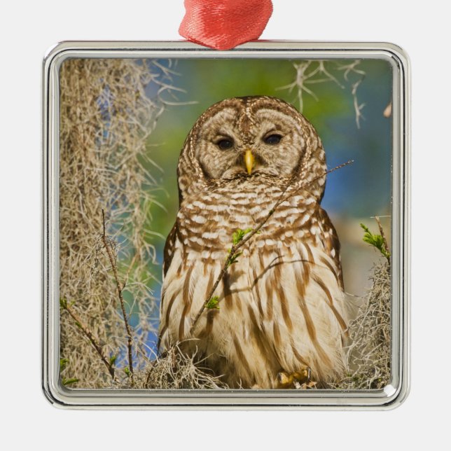 Barred Owl (Strix varia) perched in cypress tree Metal Ornament (Front)