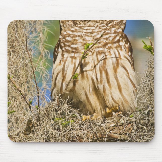 Barred Owl (Strix varia) perched in cypress tree Mouse Pad (Front)