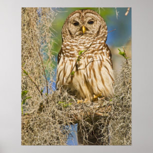 Barred Owl (Strix varia) perched in cypress tree Poster