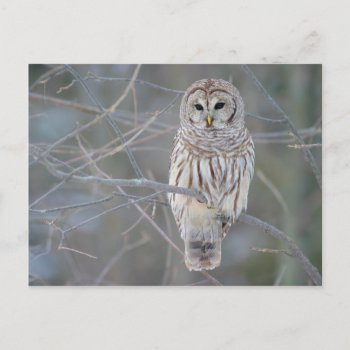 Barred Owl Strix Varia Postcard by EnhancedImages at Zazzle