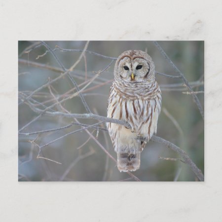 Barred Owl Strix Varia Postcard
