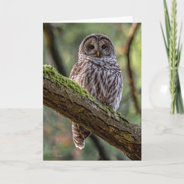 Barred Owl Thank You Card (Front)