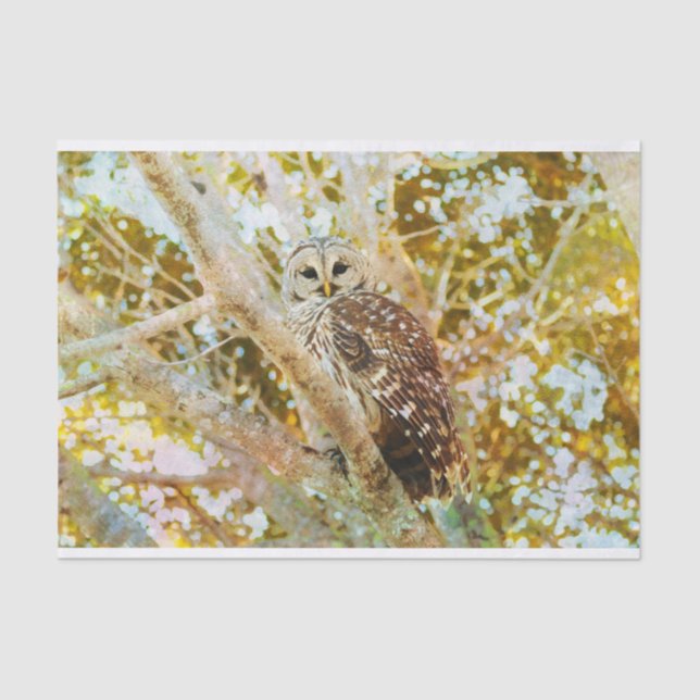 Barred Owl Tissue Paper (Front)