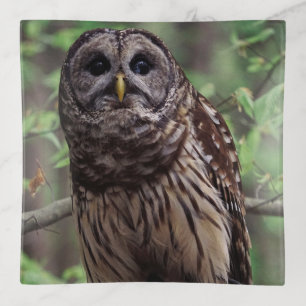 Barred Owl Trinket Tray