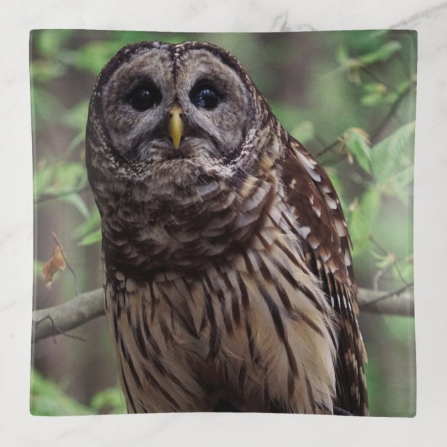 Barred Owl Trinket Tray (Front)