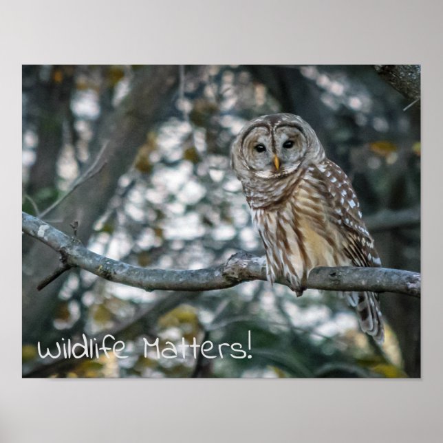 Barred Owl Wildlife Matters! Poster (Front)