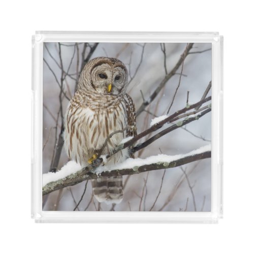 Barred Owl with a light snowfall Acrylic Tray